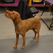 Wirehaired Vizsla