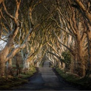The Dark Hedges, Northern Ireland