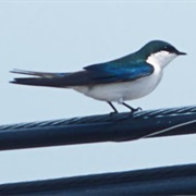 Bahama Swallow