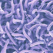 Cholera