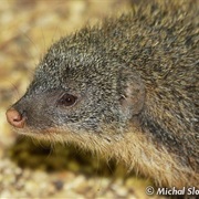 Gambian Mongoose