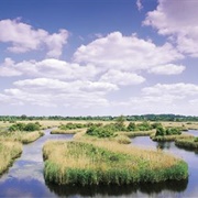 Strumpshaw Fen