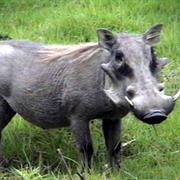 Warthog