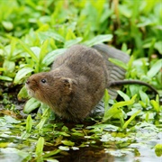 European Water Vole
