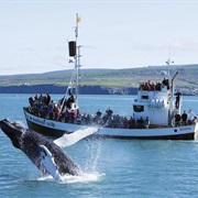 Whale Watching Husavik