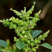 Acalypha Ciliata