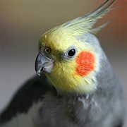 Cockatiel