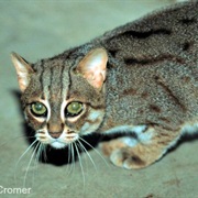 Rusty-Spotted Cat