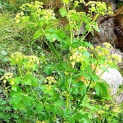 Alexanders (Smyrnium Olusatrum)