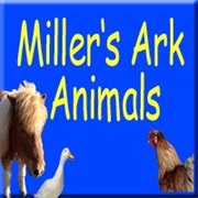 Miller's Ark Animals