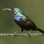 Palestine Sunbird (Palestine)