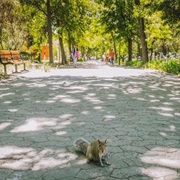 Feed the Squirrels in the Company's Garden