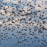 Lake Constance (Bodensee), Germany / Switzerland / Austria