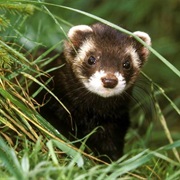 Welsh Polecat