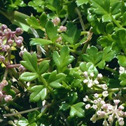 Headland Sea Celery (Apium Prostratum Var. Prostratum)
