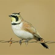 Horned Lark