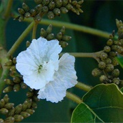 Cordia Africana