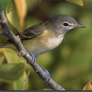 Bell's Vireo