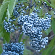 Blue Elderberry