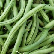 Green Bean / String Bean / Snap Bean