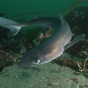 Spiny Dogfish (Aka: Dog Shark, Pacific Grayfish, Spinarola & California Dogfish)