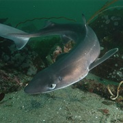 Spiny Dogfish (Aka: Dog Shark, Pacific Grayfish, Spinarola &amp; California Dogfish)
