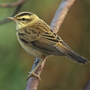 Sedge Warbler
