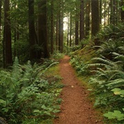 Siuslaw National Forest