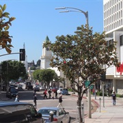 Westwood (Los Angeles, CA)