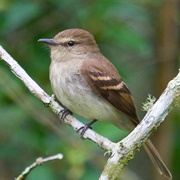 Fuscous Flycatcher (Cnemotriccus Fuscatus)