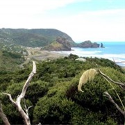 Whites Beach Walk - Easy (2 Hours)