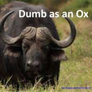 As Dumb as an Ox