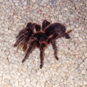 Tarantula