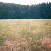 Allegan State Game Area, Michigan