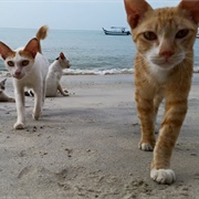 M&#39;sian Beach Cat Sanctuary,Teluk Bahang, Penang, Malaysia