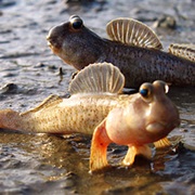 Mudskipper