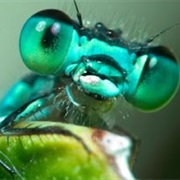Damselfly