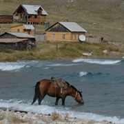 Baikal Horse