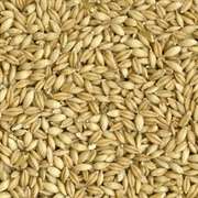 Hulless Barley