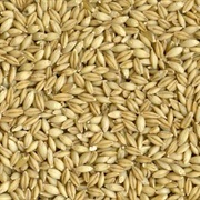 Hulless Barley