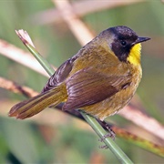 Black-Polled Yellowthroat