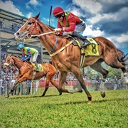 Horse Races
