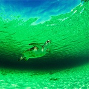 Find the Sea of Green