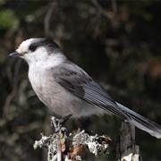 Gray Jay