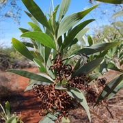 Cole's Wattle (Acacia Colei)
