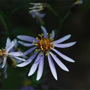 Bigleaf Aster (Eurybia MacRophylla)