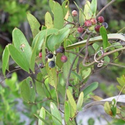 Laurel Greenbrier (Smilax Laurifolia)
