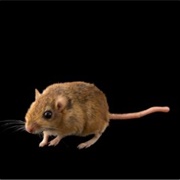 Least Gerbil