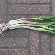 Tree Onion
