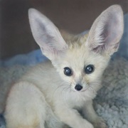 Fennec Fox